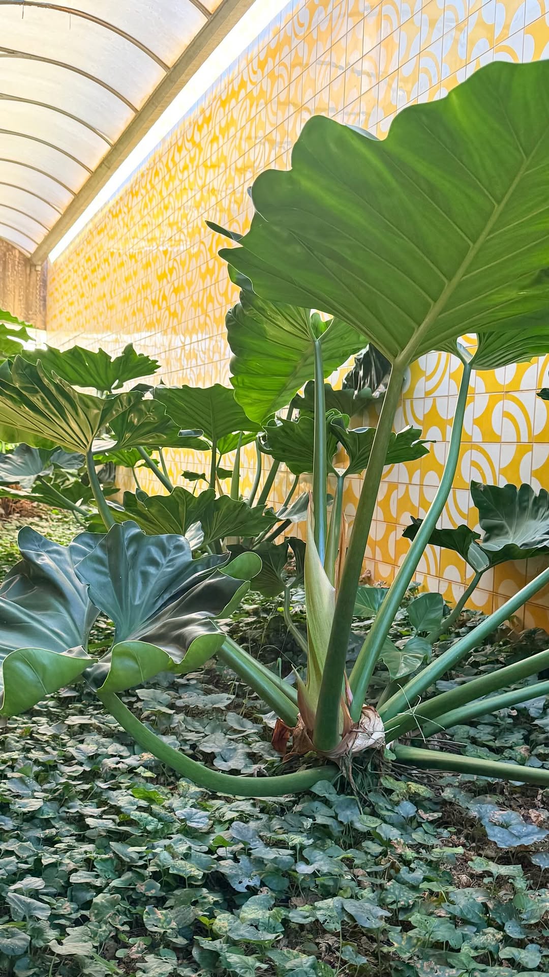 Terra Nova: attractive interior plant decor