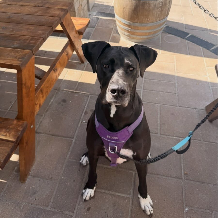 The Brown Hound Public House: dog friendly patio atmosphere