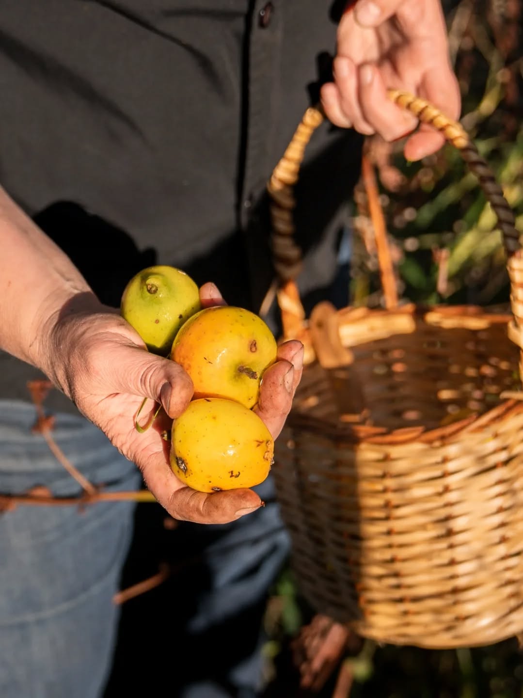 Restaurant Travesía: high quality fresh produce imagery