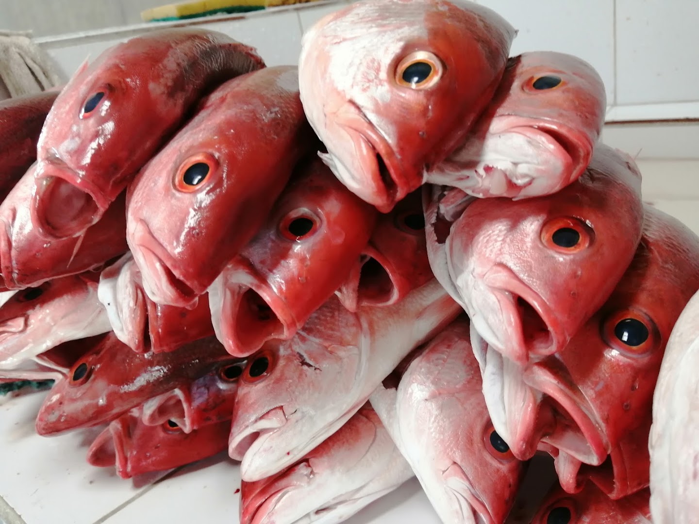 Pescadería Mariscal: clear display of fresh products