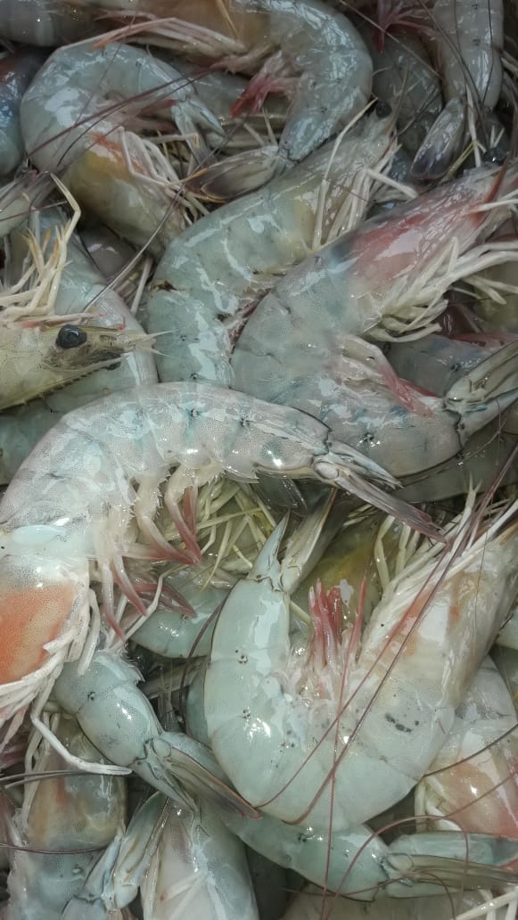 Pescadería Mariscal: high quality product display photo