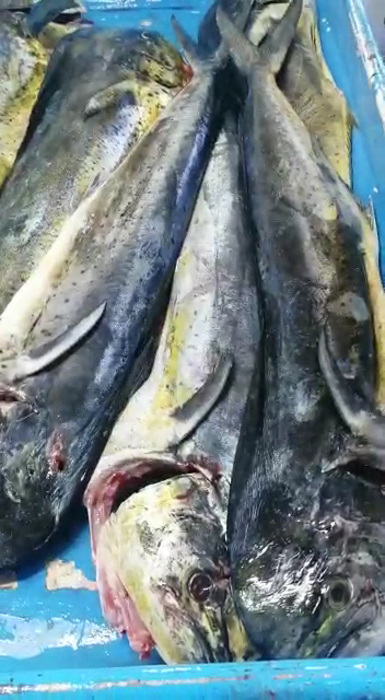 Pescadería Mariscal: clear display of fresh products