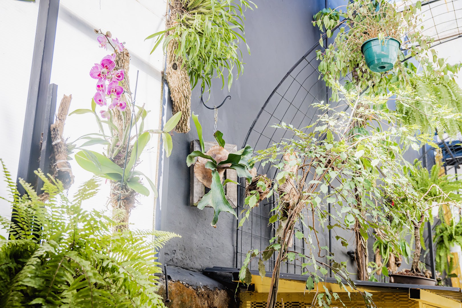 Luz de Luna: attractive interior plant decor