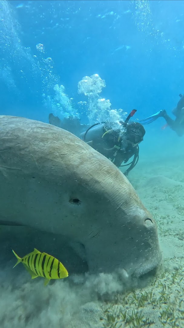 Deep South Divers: high quality underwater diving photo