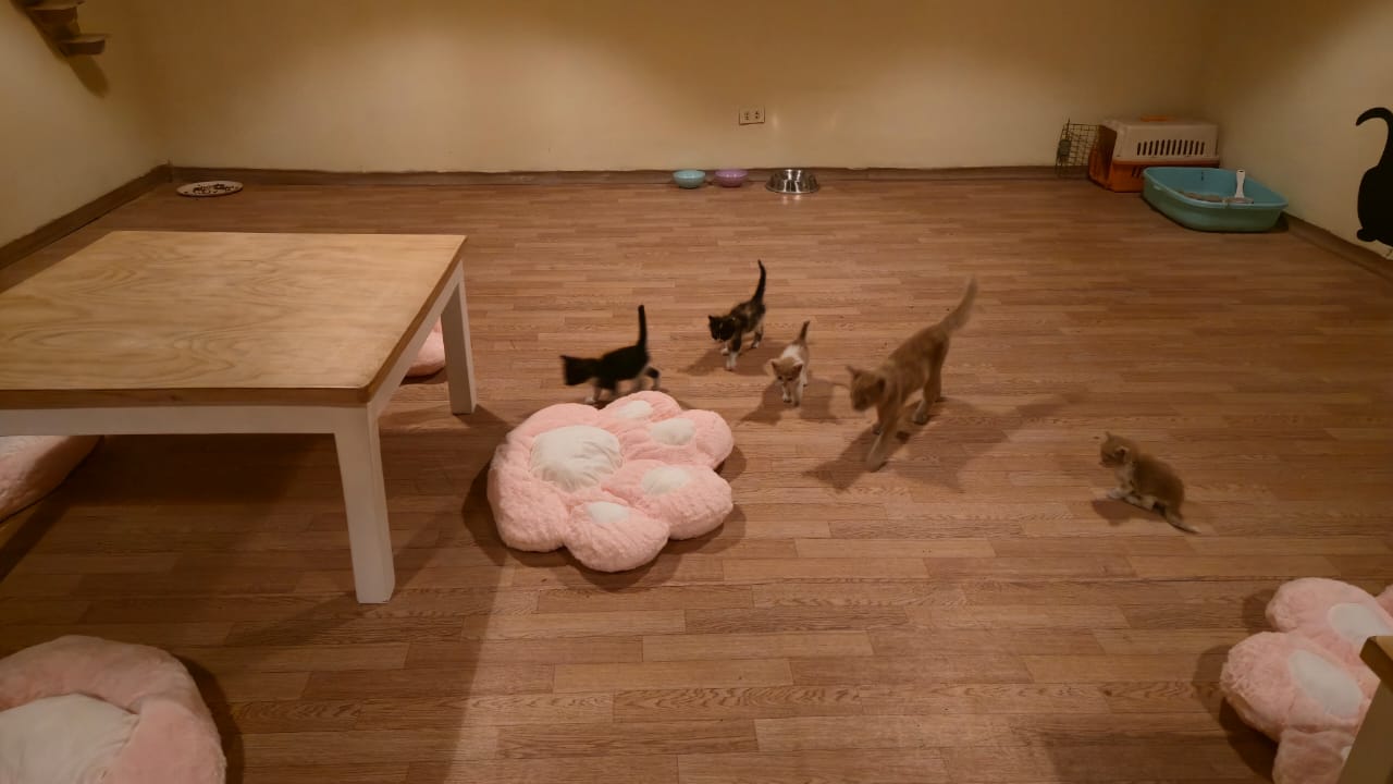 Gatitos Café: venue atmosphere and cats