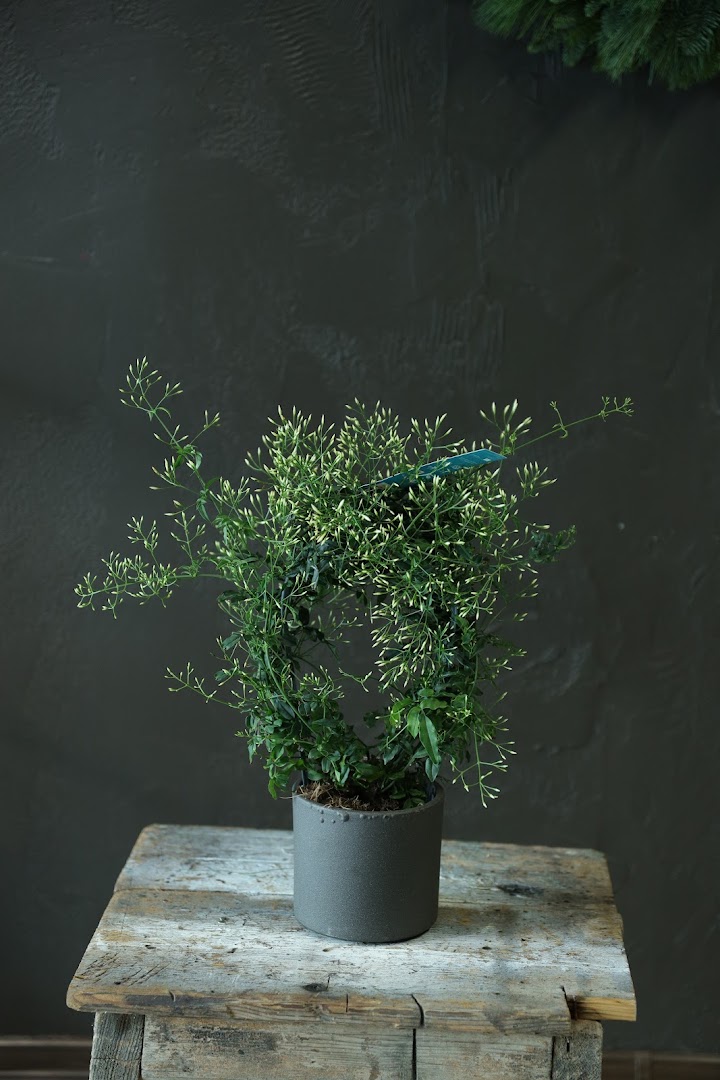 AITeljee lillepood: professional product photography of a plant