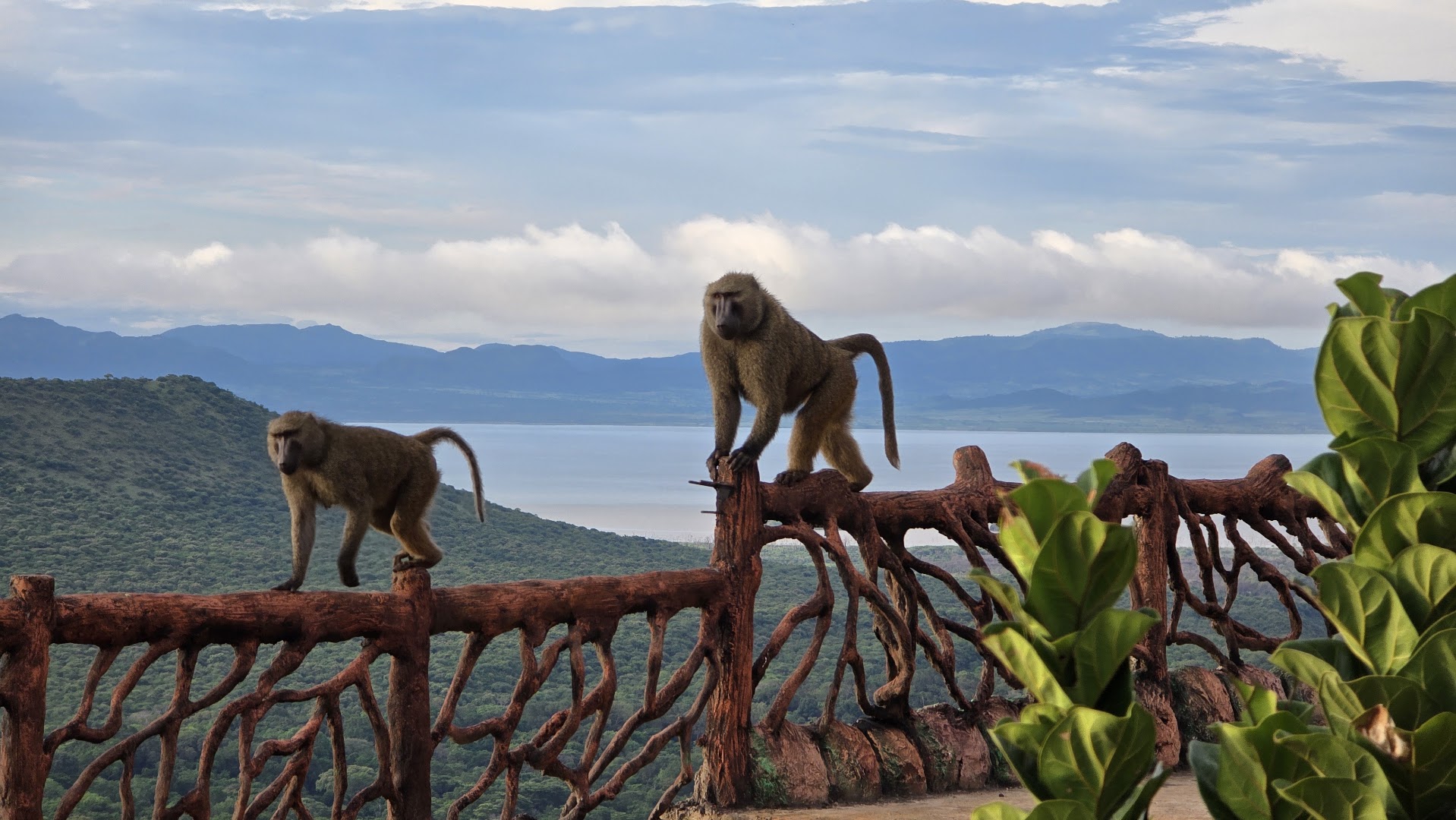 Lewi Resort Arba Minch: showcases the resort's scenic view