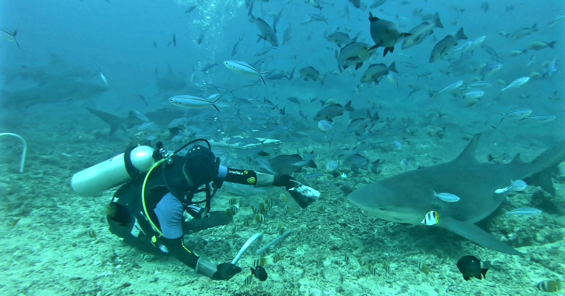 Coral Coast Divers: venue's core activity