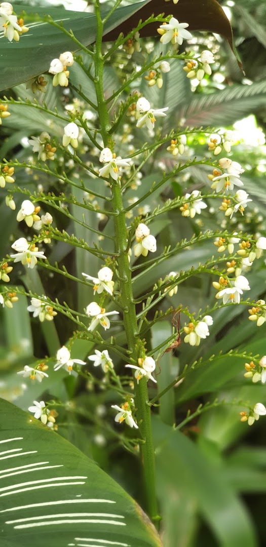 Flora Tropica Gardens: beautiful high quality botanical photo