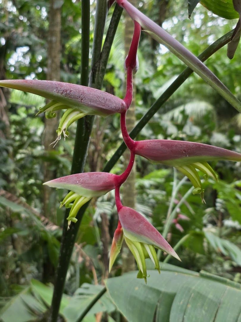 Flora Tropica Gardens: high quality botanical garden photo