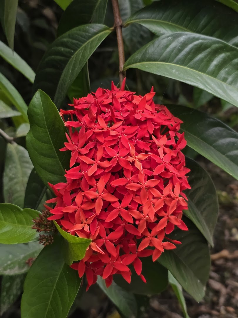 Flora Tropica Gardens: beautiful high quality botanical photo