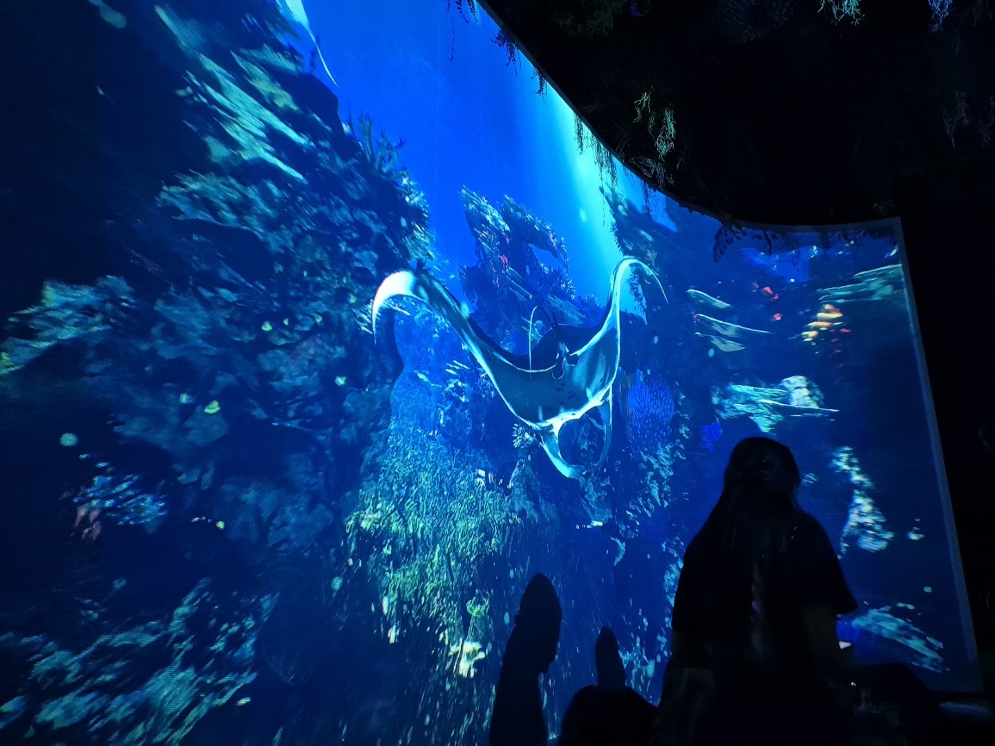 Under the Sea: unique restaurant atmosphere