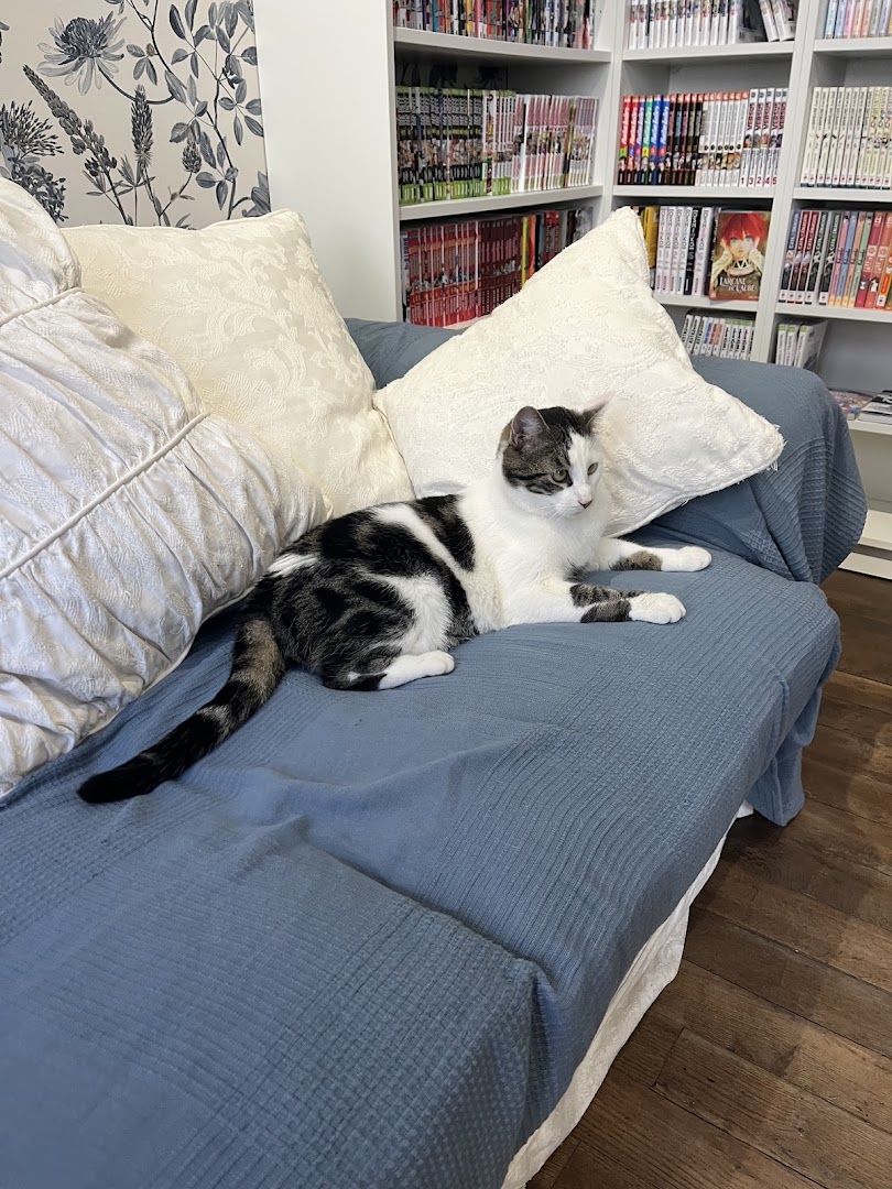 Mon Chat Pitre Versailles: shop atmosphere and cat