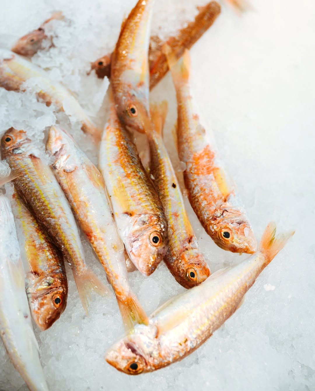Taverna o Babis: high quality fresh fish display