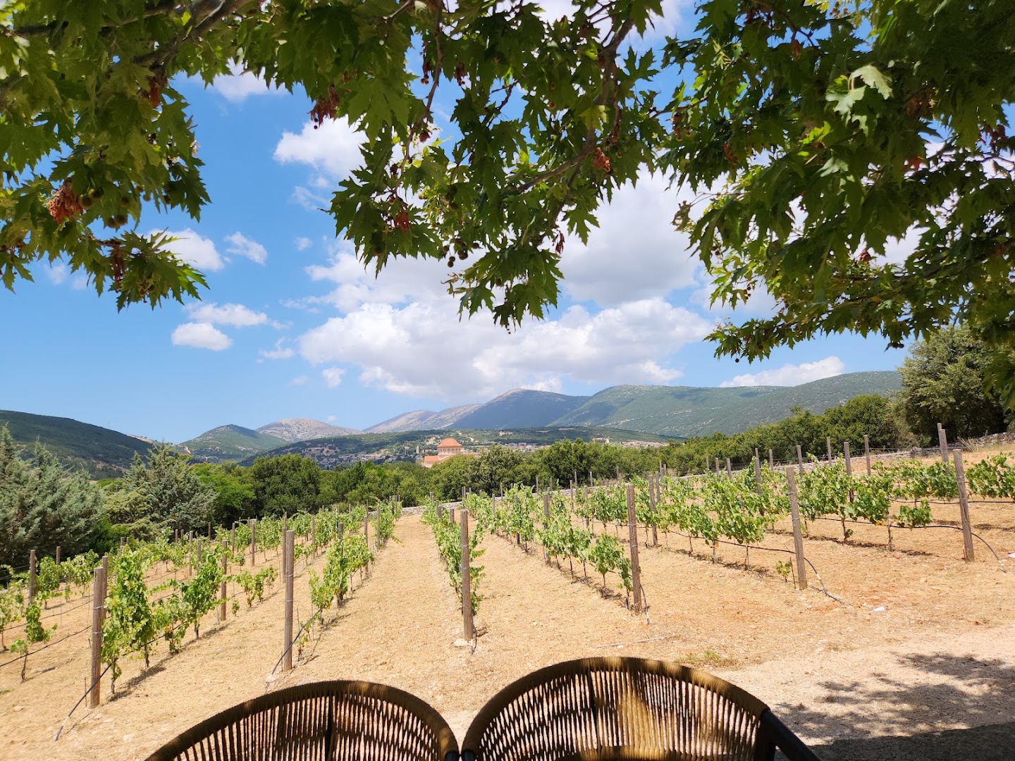 Oreálios Gaea: beautiful scenic view of vineyard