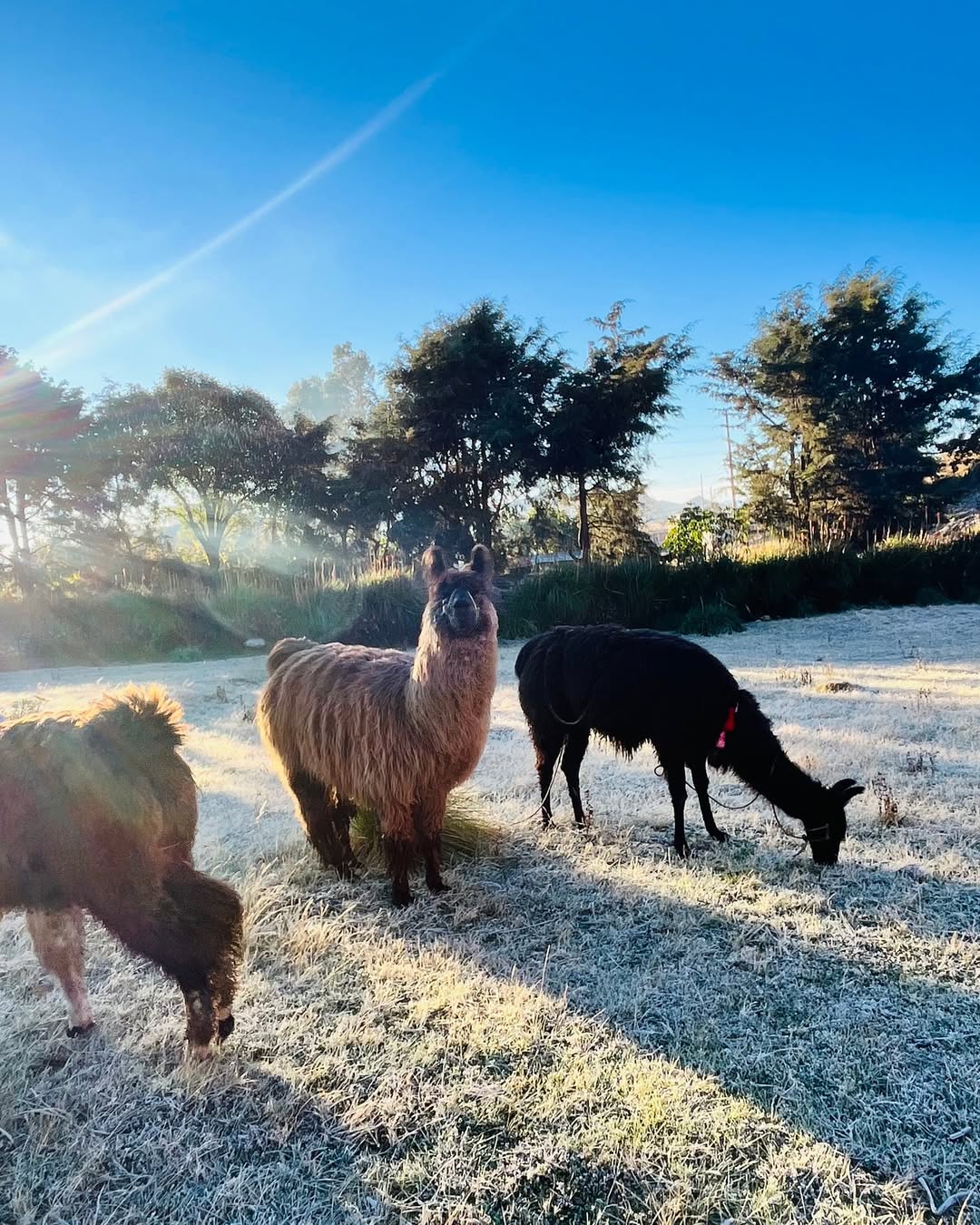 Llamas de los Cuchumatanes: beautiful atmosphere of the venue