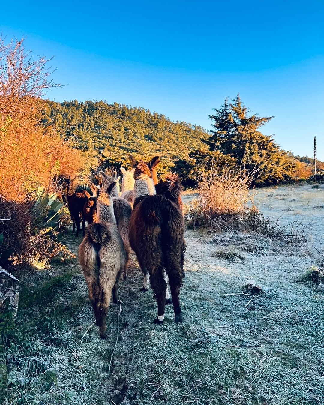 Llamas de los Cuchumatanes: beautiful scenery featuring the venue's llamas