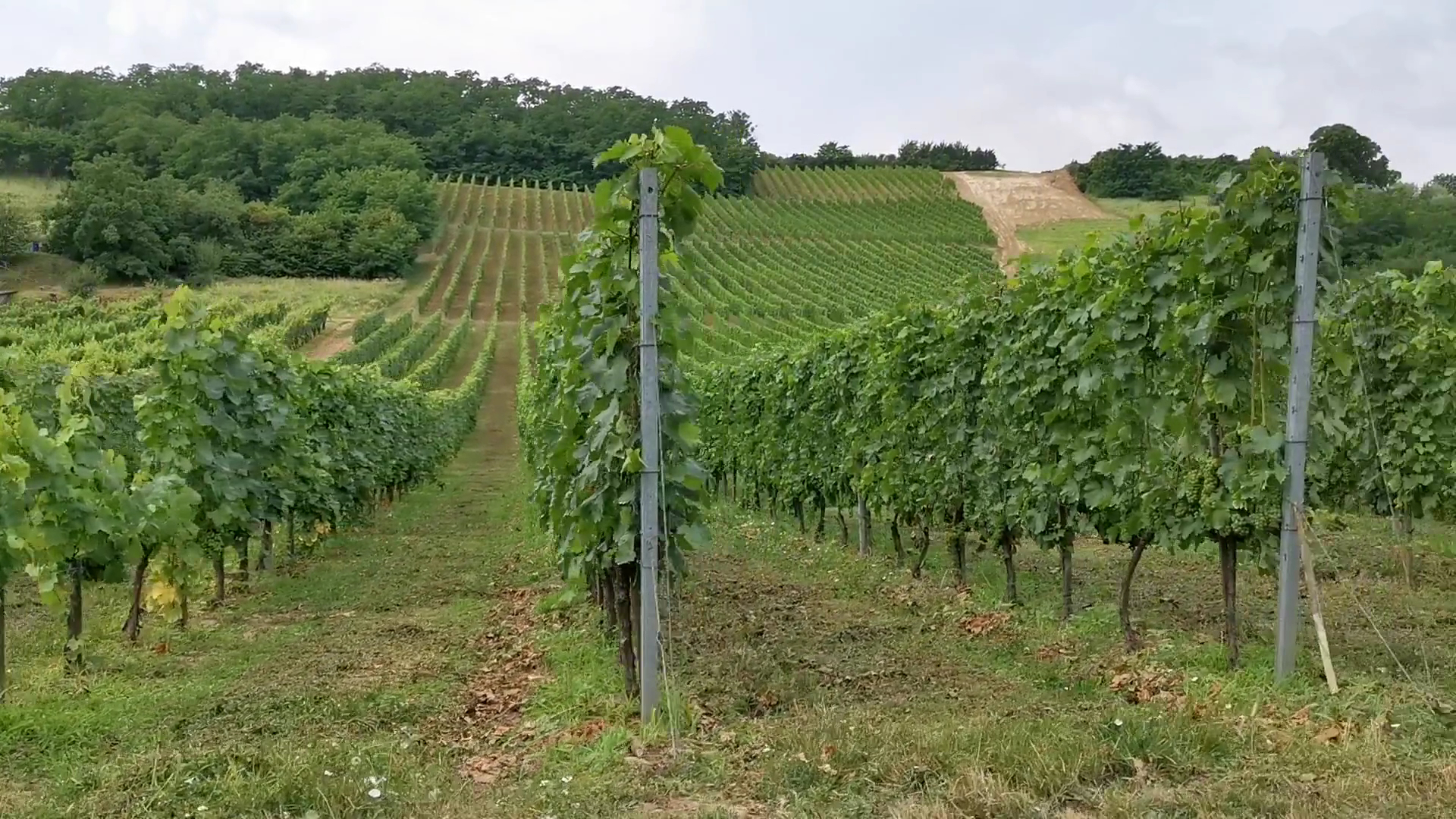 Hímesudvar: vineyard atmosphere