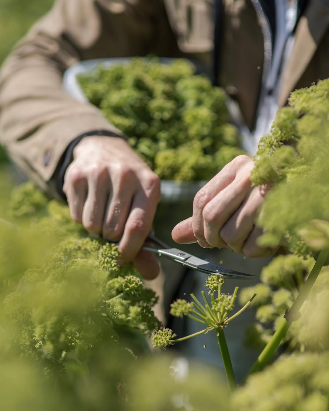 Berg Restaurant: high quality ingredient sourcing photo