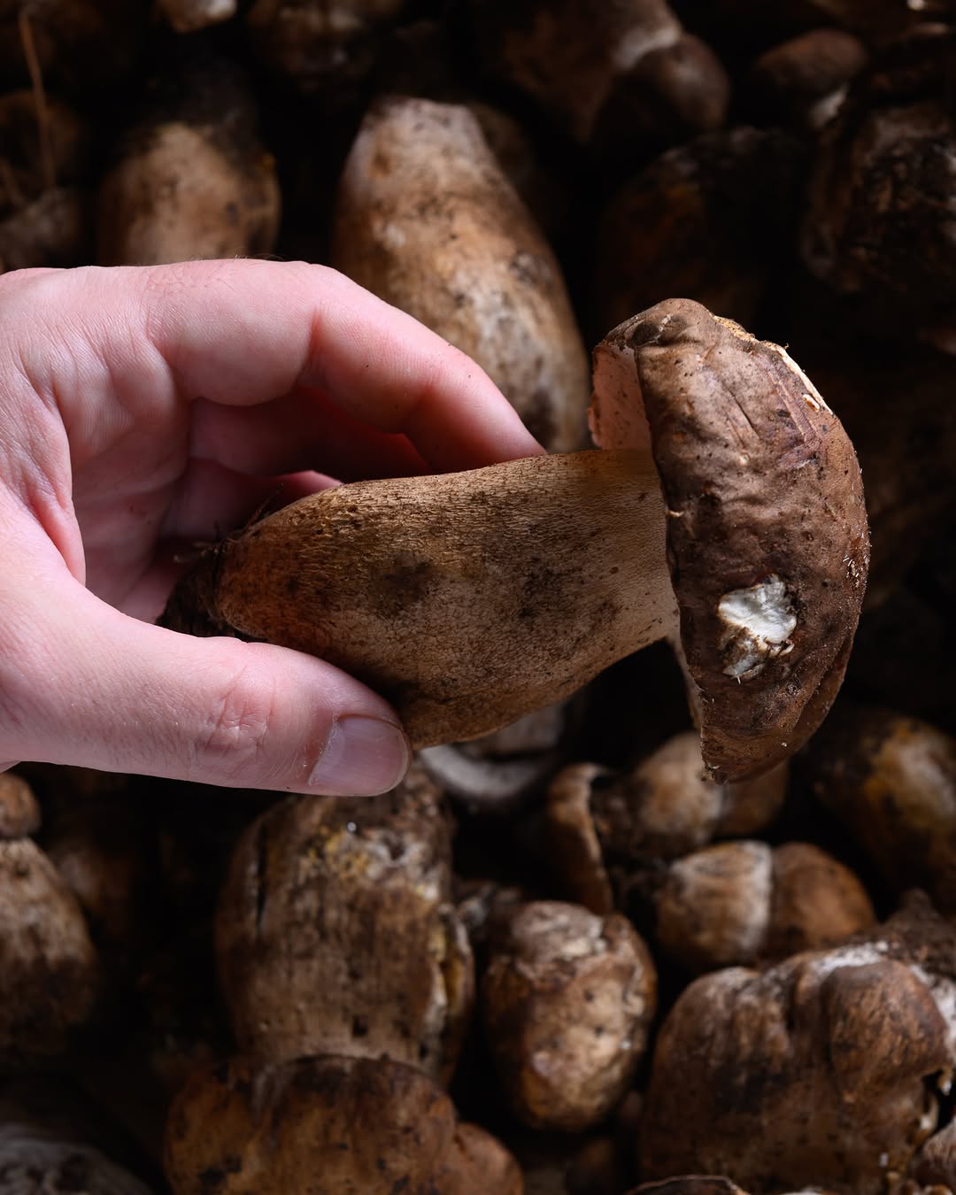 CAMPO: high quality ingredient photography