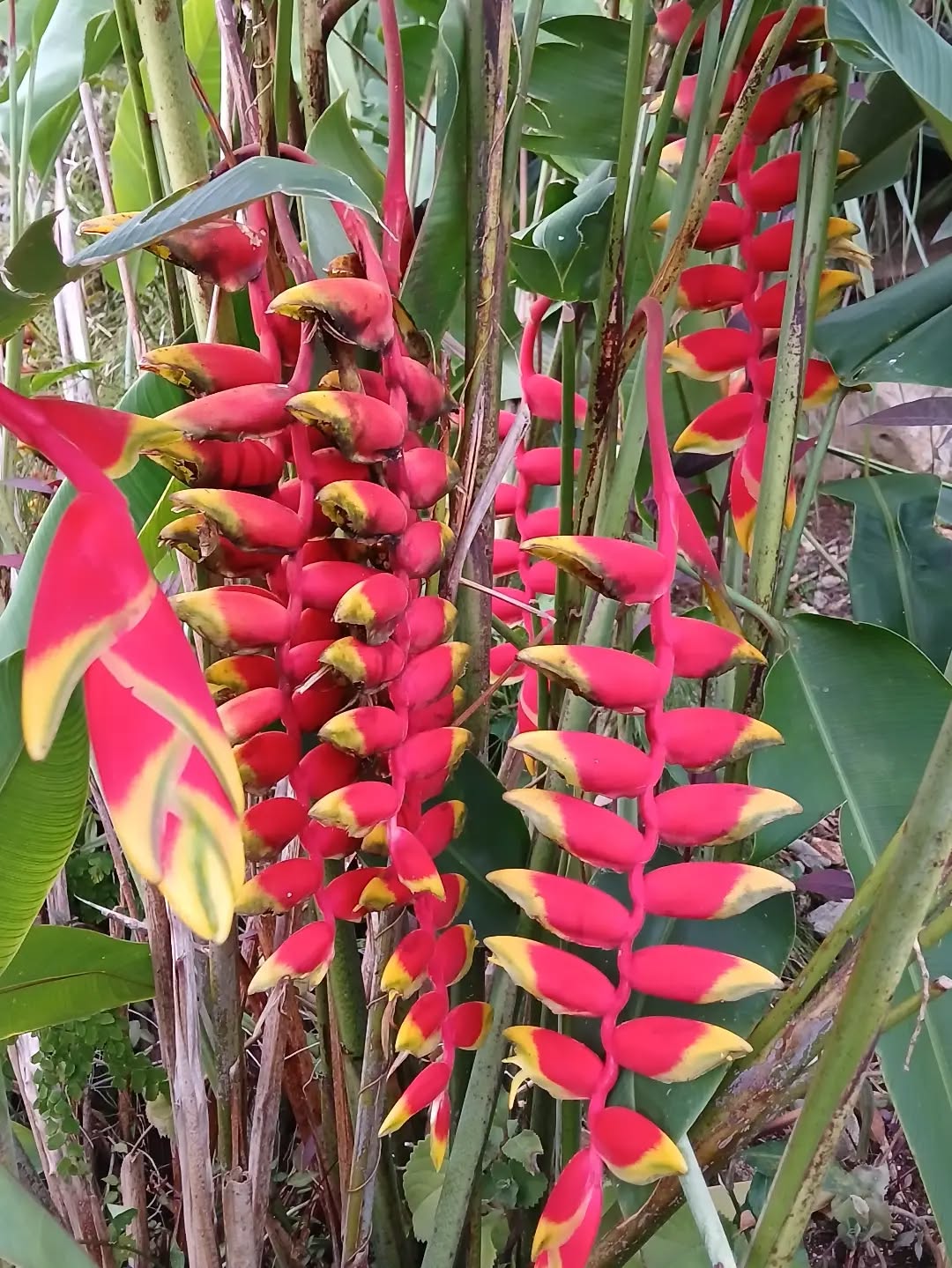 Ras Natango Gallery and Garden: beautiful garden flora display