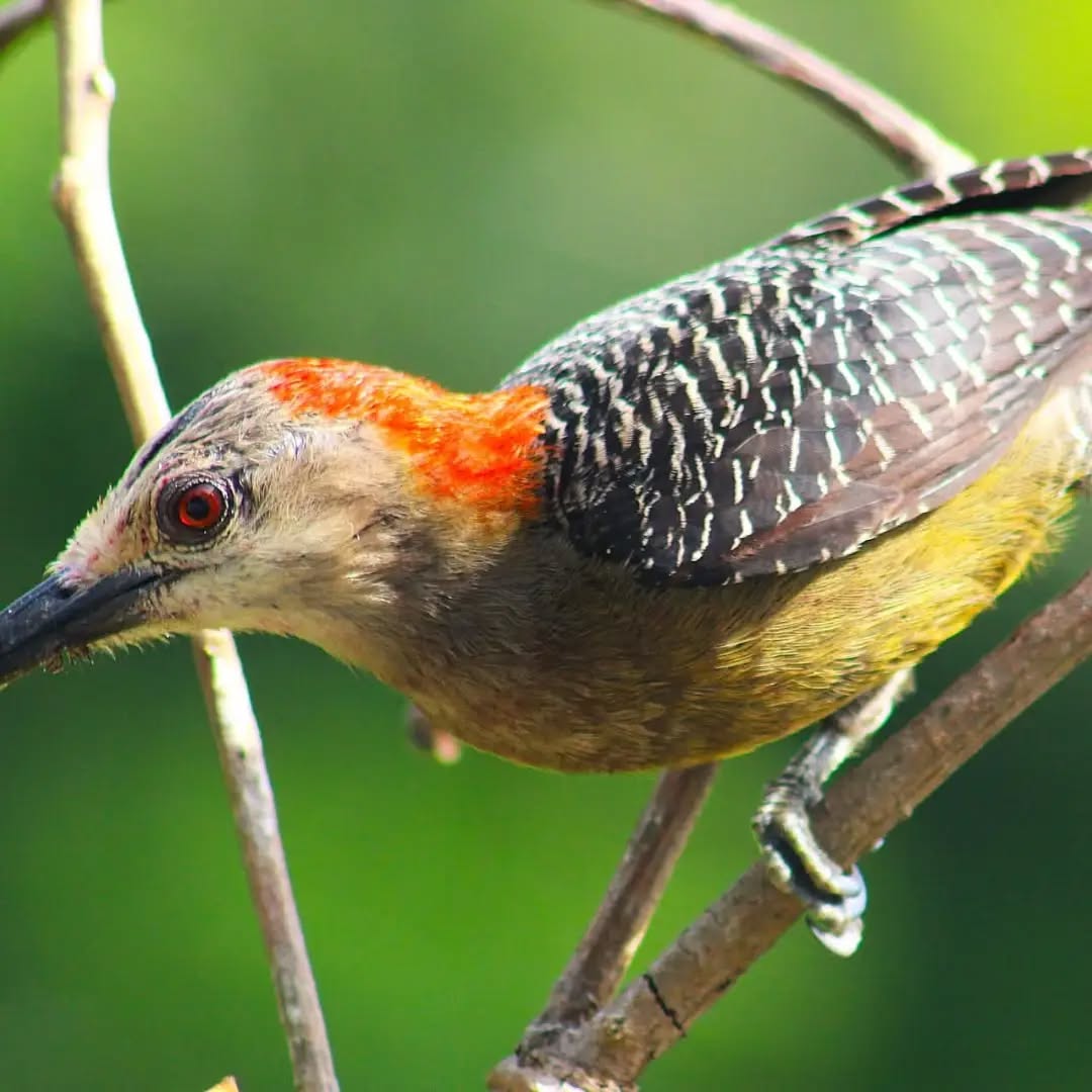 Ras Natango Gallery and Garden: showcases wildlife in the garden