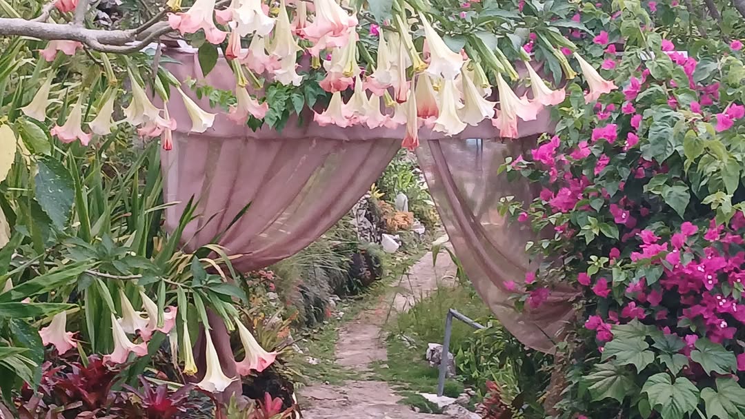 Ras Natango Gallery and Garden: beautiful garden atmosphere and scenery