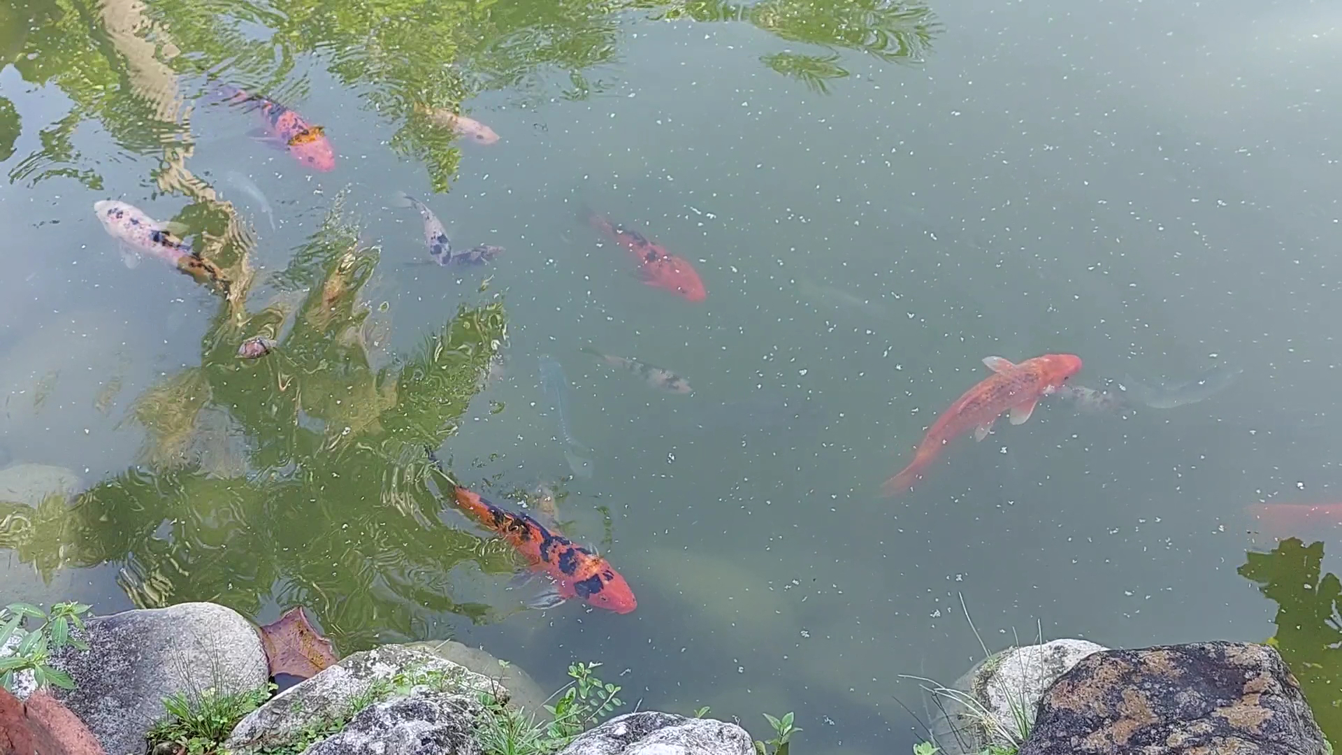 Turtle River Park: park pond and koi