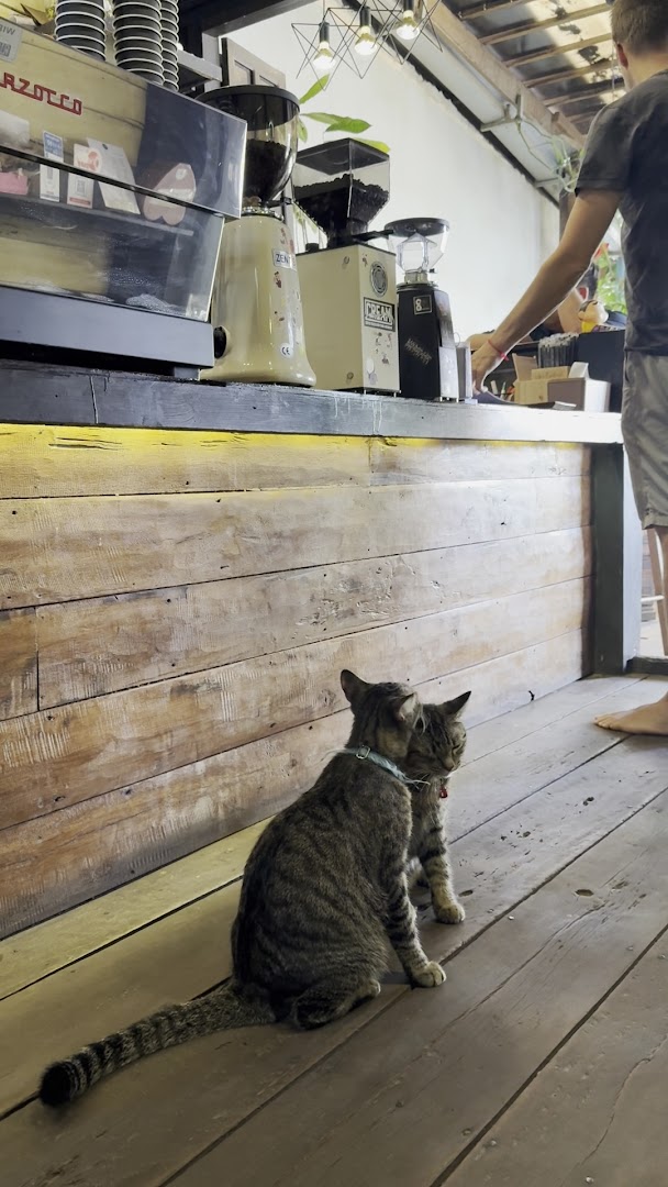 RiN Coffee Pakse: charming atmosphere with cafe cats