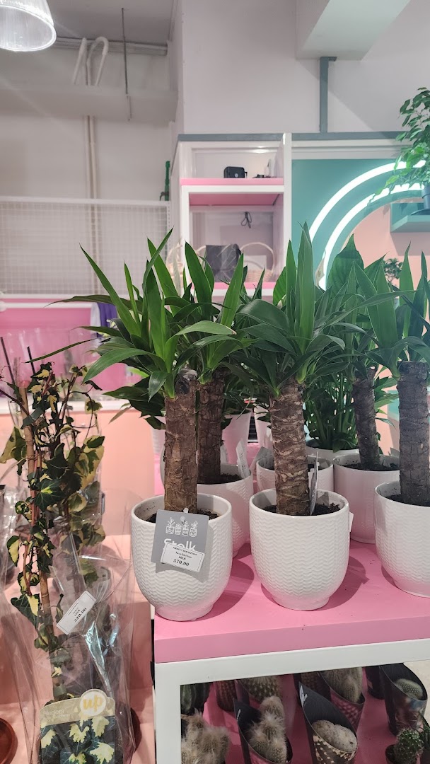 LOLA Hulhumalé: clear display of shop products