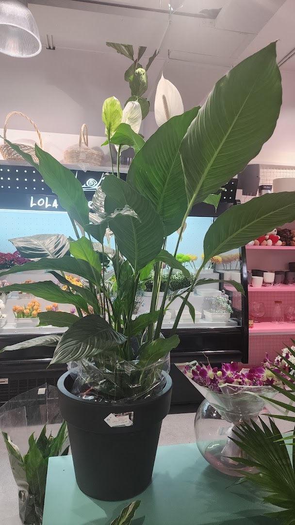 LOLA Hulhumalé: clear product display in shop