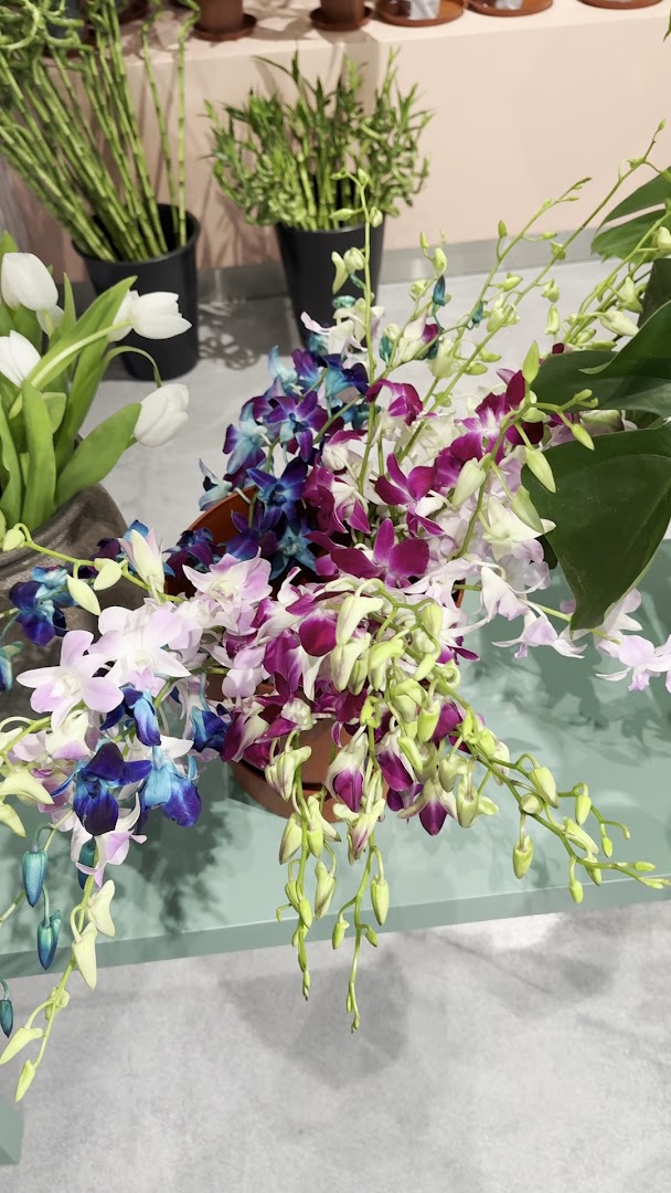 LOLA Hulhumalé: high quality product display photo