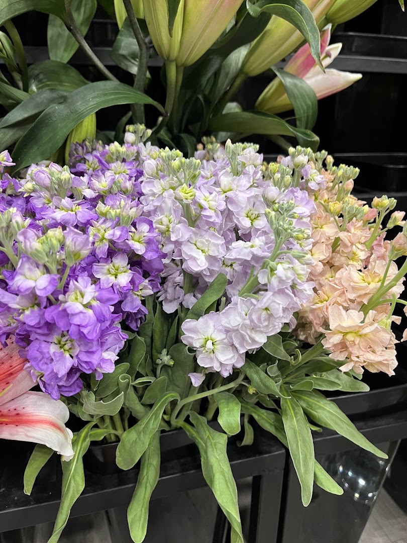 PIXY MOON: high quality product display photo
