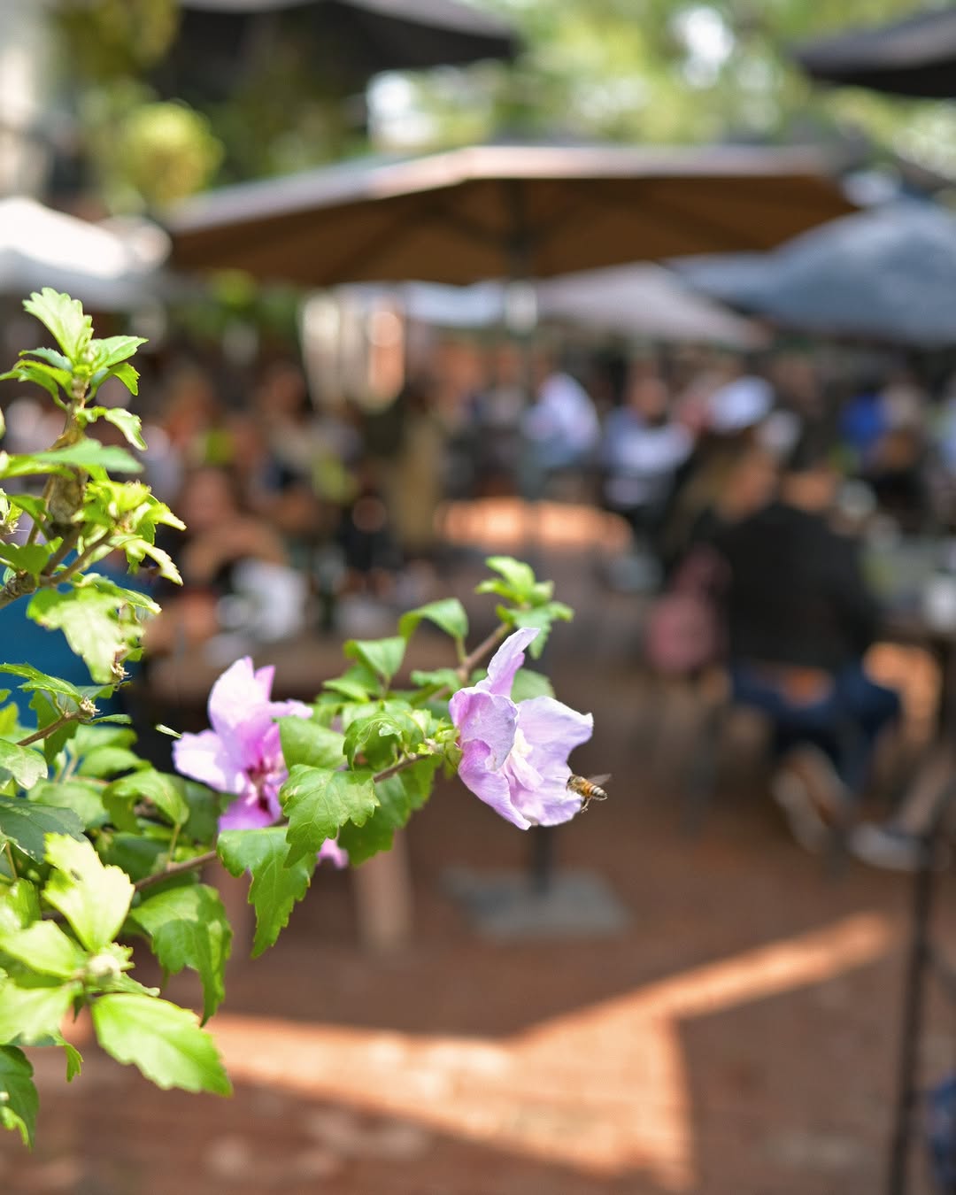Las Moras Café: atmospheric shot of cafe terrace