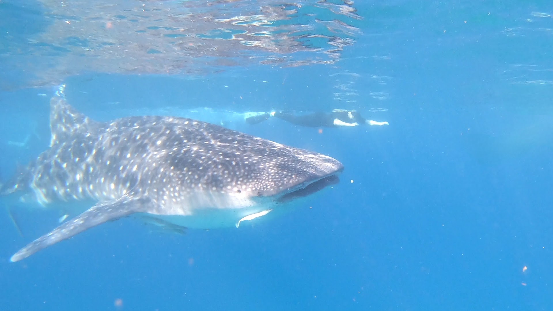 Tofo Scuba: showcases core diving activity experience