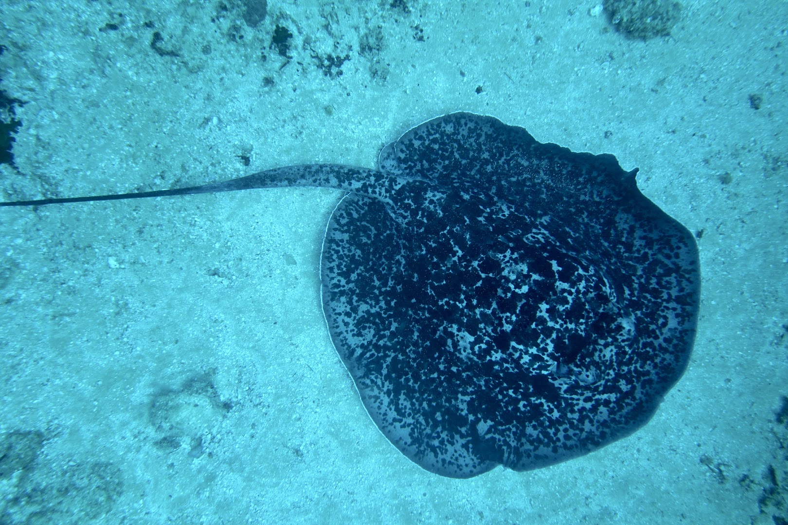 Tofo Scuba: showcases diving experience and wildlife