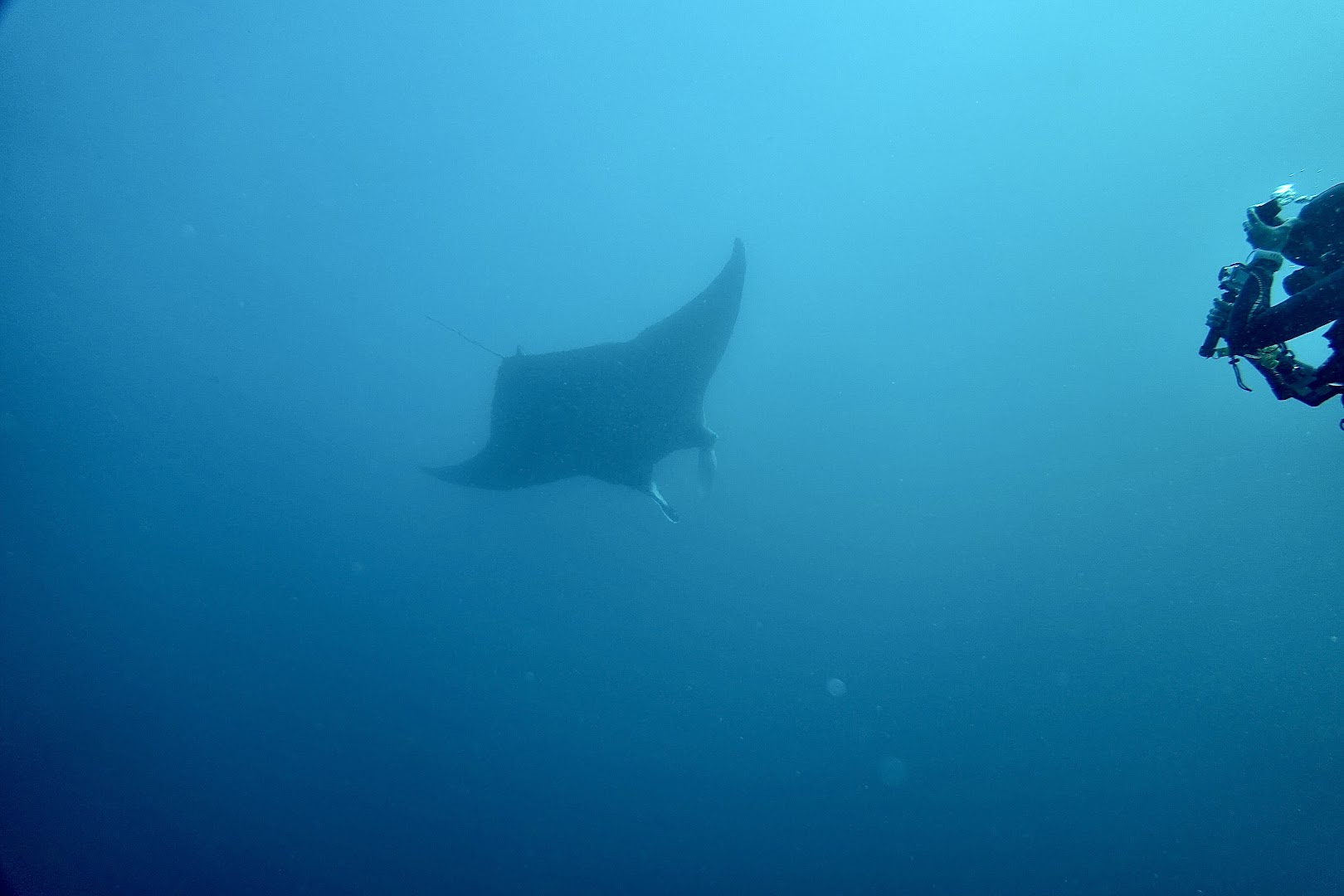 Tofo Scuba: scuba diving activity
