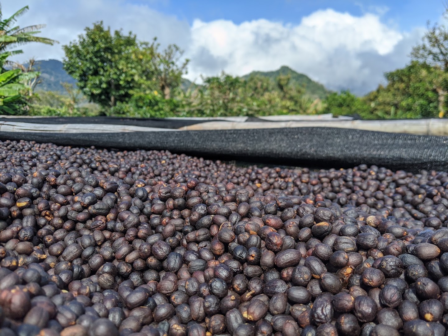 Finca Dos Jefes: coffee drying process clearly