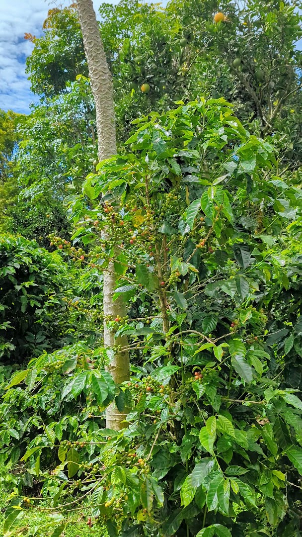 Finca Dos Jefes: coffee farm agricultural setting