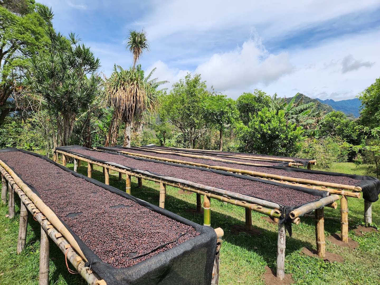 Finca Dos Jefes: coffee drying process clearly