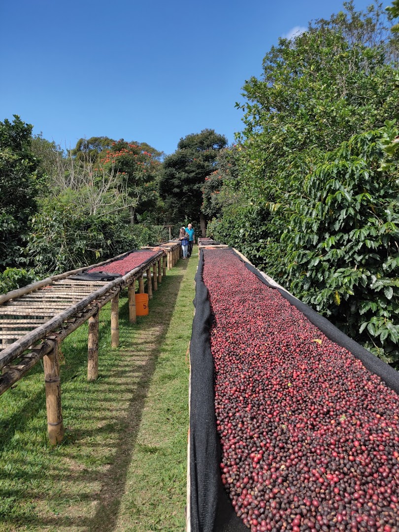 Finca Dos Jefes: coffee production process clearly