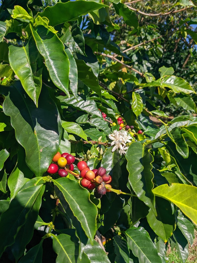 Finca Dos Jefes: coffee production at venue