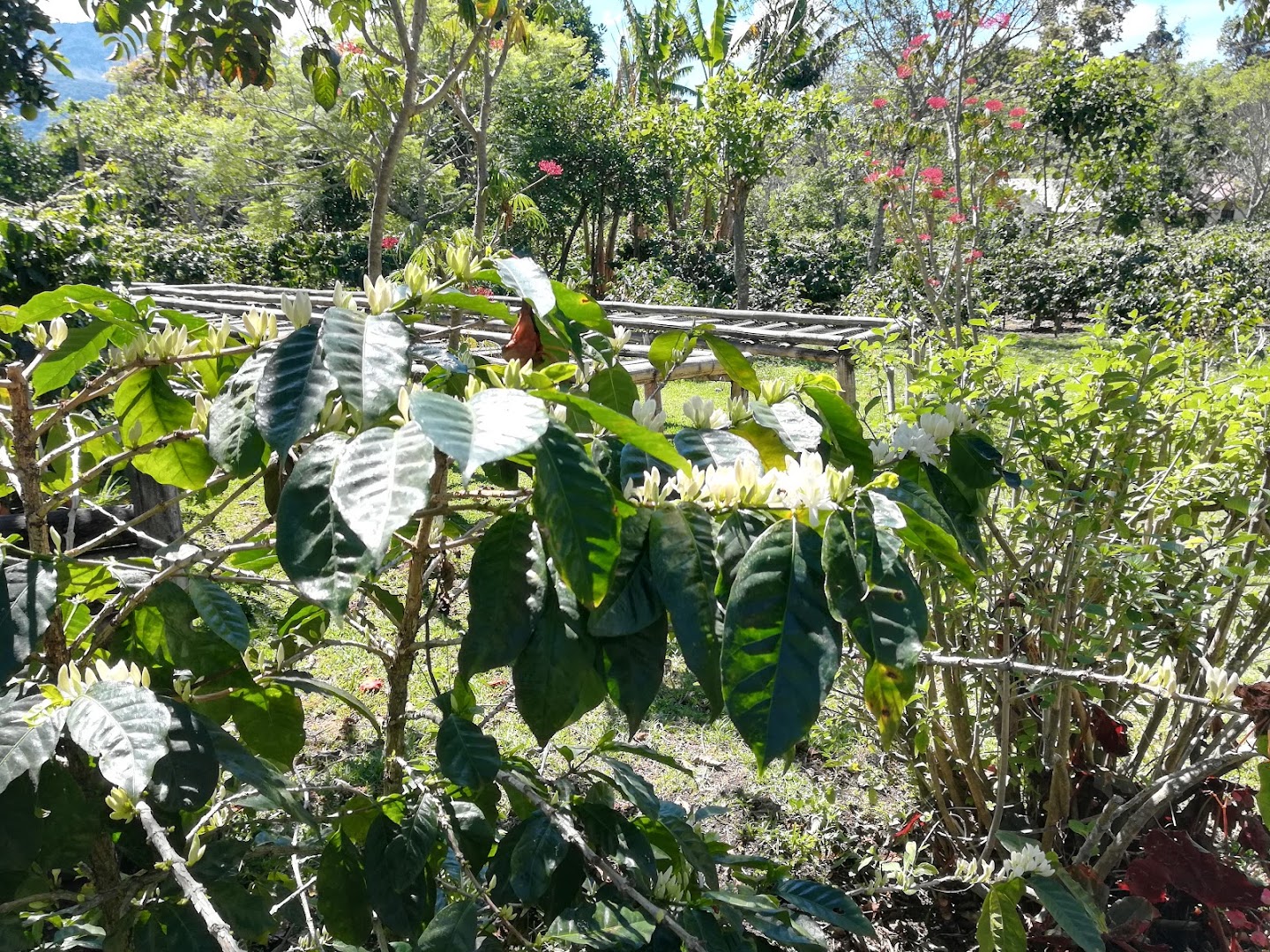 Finca Dos Jefes: coffee plantation environment