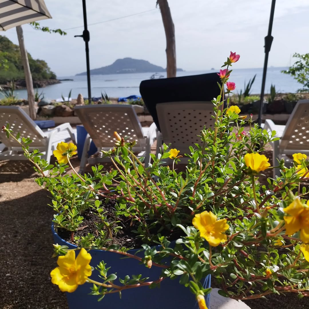 Restaurante Bar Tamarindo: beautiful scenic restaurant terrace view