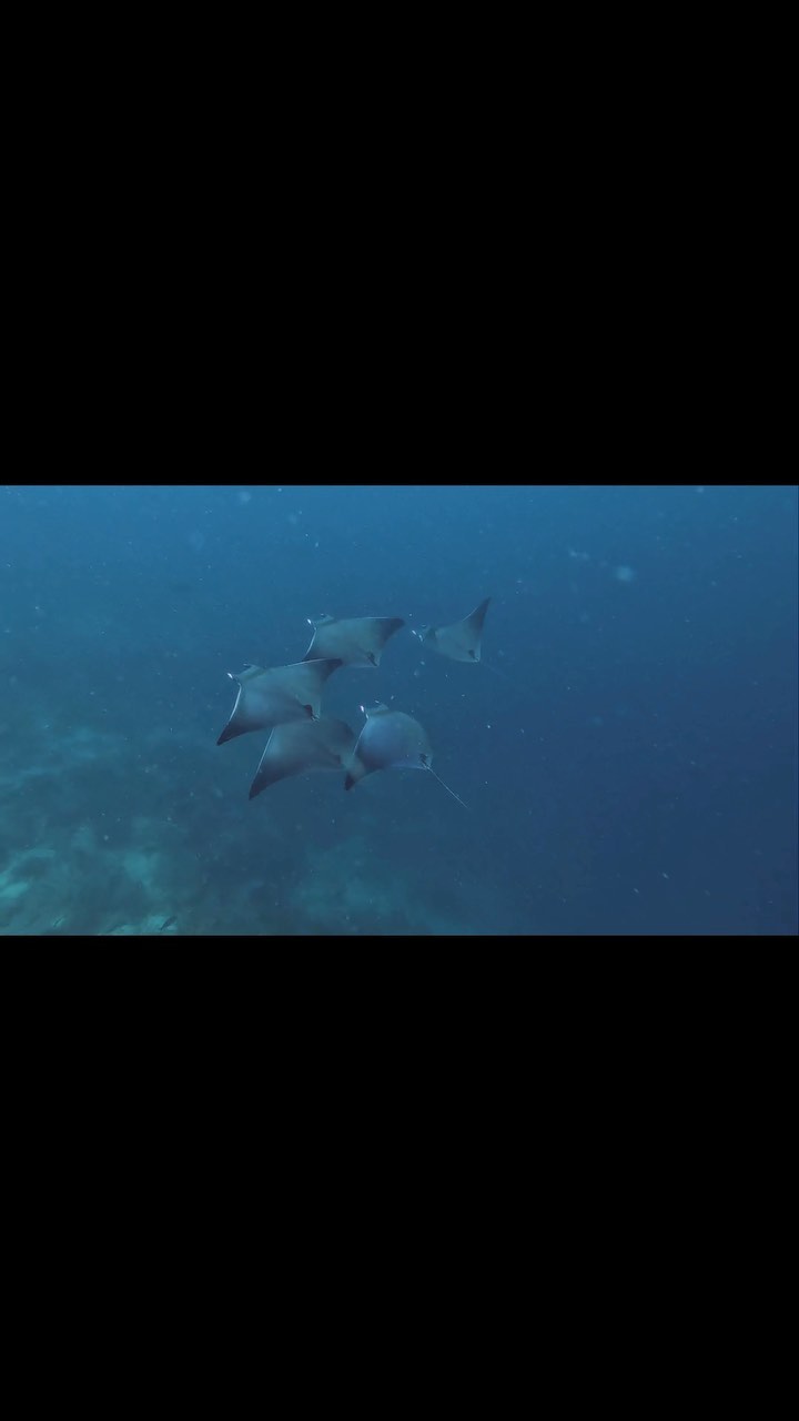 Niugini Dive Adventures: showcases local marine life experience