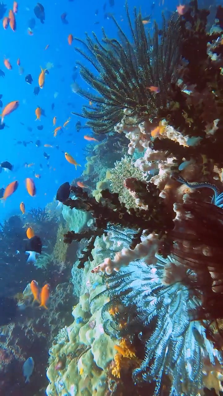 Niugini Dive Adventures: beautiful underwater marine life photography