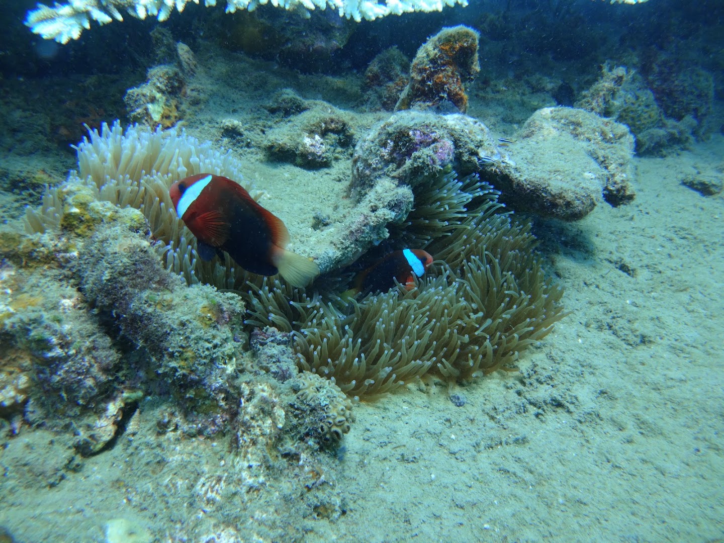 Emperor Divers Honiara: high quality underwater diving photo