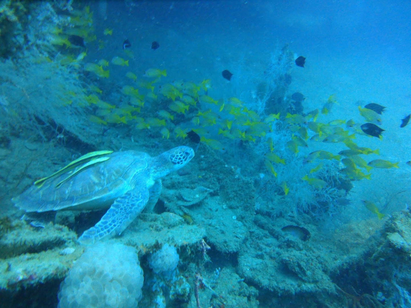 Emperor Divers Honiara: high quality underwater diving photo