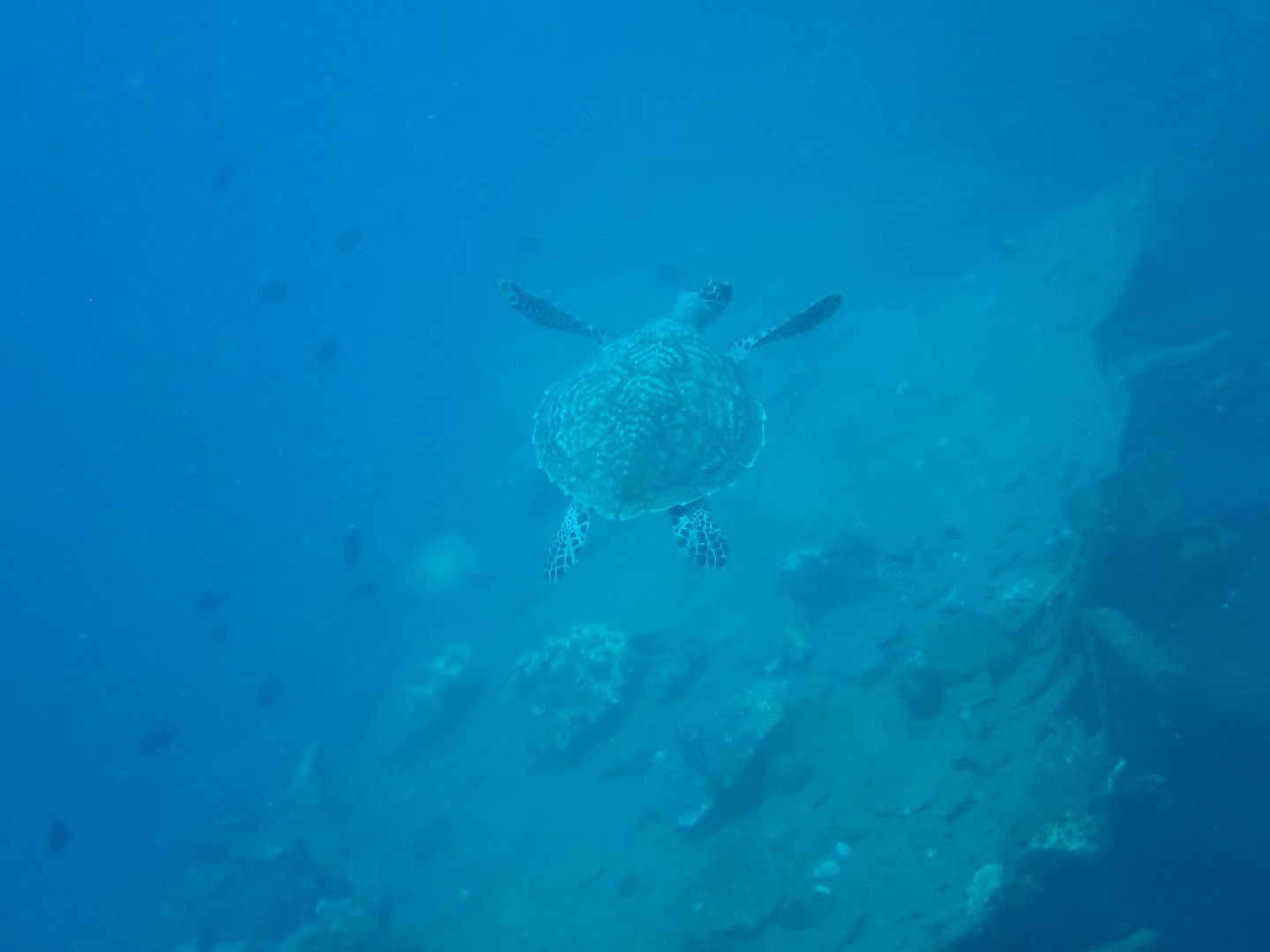 Emperor Divers Honiara: diving experience and wildlife