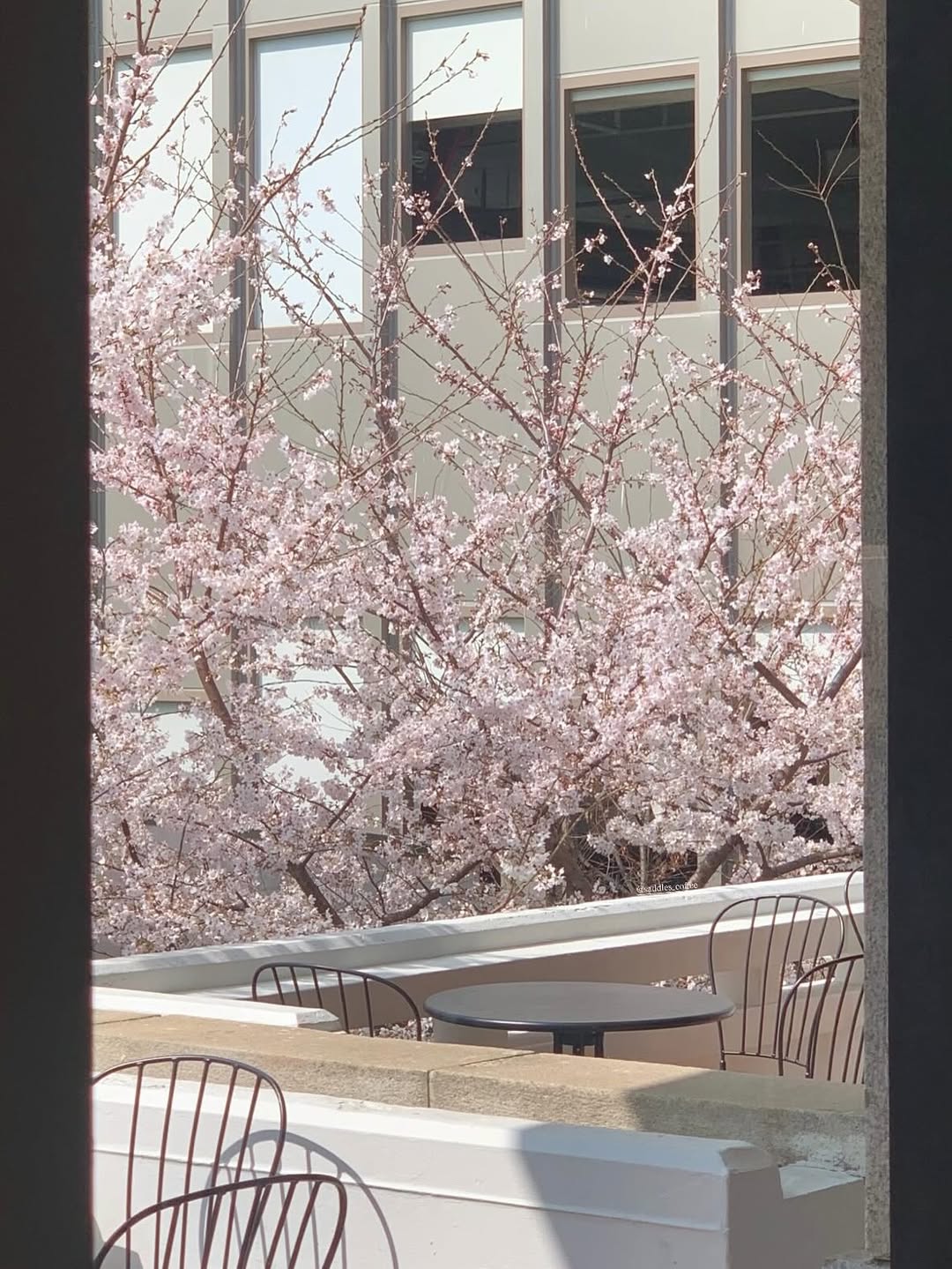 Saddles Coffee & Bar: attractive terrace with cherry blossoms